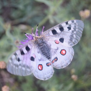 Papilionidae-Parnassiinae-Parnassius apollo-Colmars-les-Alpes, DSC_0389