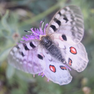Papilionidae-Parnassiinae-Parnassius apollo-Colmars-les-Alpes, BB