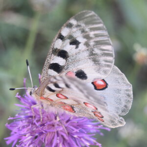Papilionidae-Parnassiinae-Parnassius apollo-Colmars-les-Alpes, AA