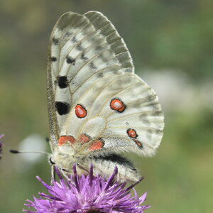 Papilionidae-Parnassiinae-Parnassius apollo-Colmars-les-Alpes, DSC_0129