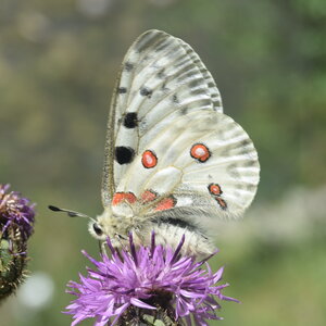 Papilionidae-Parnassiinae-Parnassius apollo-Colmars-les-Alpes, DSC_0125