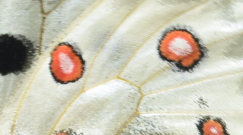 Papilionidae-Parnassiinae-Parnassius apollo-Colmars-les-Alpes, DSC_0126