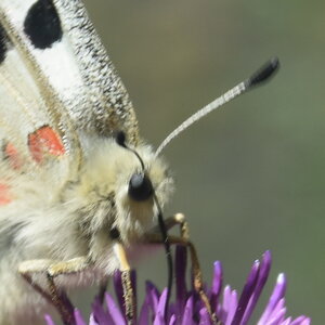 Papilionidae-Parnassiinae-Parnassius apollo-Colmars-les-Alpes, DSC_0124