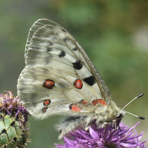 Papilionidae-Parnassiinae-Parnassius apollo-Colmars-les-Alpes, DSC_0123