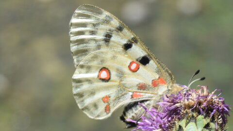Papilionidae-Parnassiinae-Parnassius apollo-Colmars-les-Alpes, DSC_0121