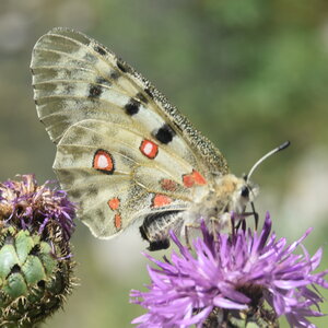 Papilionidae-Parnassiinae-Parnassius apollo-Colmars-les-Alpes, DSC_0119