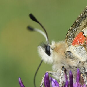 Papilionidae-Parnassiinae-Parnassius apollo-Colmars-les-Alpes, DSC_0115
