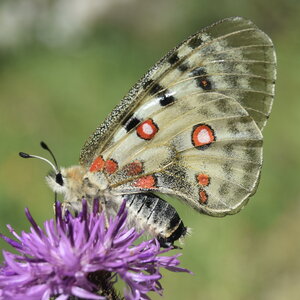 Papilionidae-Parnassiinae-Parnassius apollo-Colmars-les-Alpes, DSC_0108