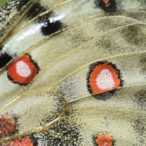 Papilionidae-Parnassiinae-Parnassius apollo-Colmars-les-Alpes, DSC_0109