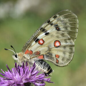 Papilionidae-Parnassiinae-Parnassius apollo-Colmars-les-Alpes, DSC_0110
