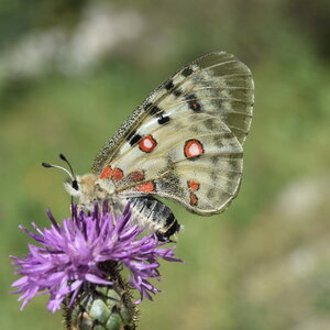 Papilionidae-Parnassiinae-Parnassius apollo-Colmars-les-Alpes, DSC_0111