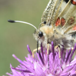 Papilionidae-Parnassiinae-Parnassius apollo-Colmars-les-Alpes, DSC_0107