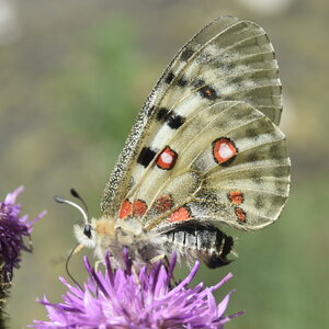 Papilionidae-Parnassiinae-Parnassius apollo-Colmars-les-Alpes, DSC_0103  2 