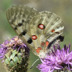 Papilionidae-Parnassiinae-Parnassius apollo-Colmars-les-Alpes, DSC_0102  2 