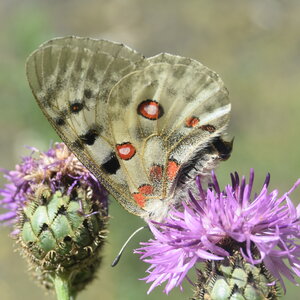 Papilionidae-Parnassiinae-Parnassius apollo-Colmars-les-Alpes, DSC_0101  2 