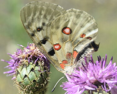 Papilionidae-Parnassiinae-Parnassius apollo-Colmars-les-Alpes, DSC_0100  2 