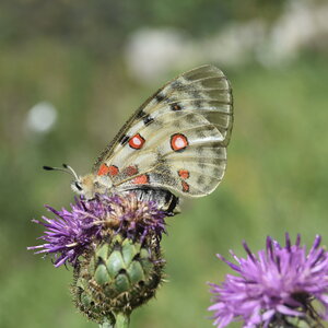 Papilionidae-Parnassiinae-Parnassius apollo-Colmars-les-Alpes, DSC_0097  2 