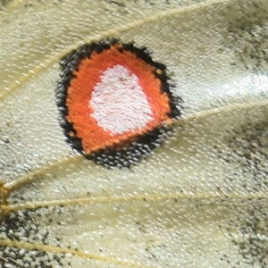 Papilionidae-Parnassiinae-Parnassius apollo-Colmars-les-Alpes, DSC_0098  2 