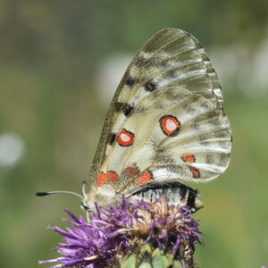 Papilionidae-Parnassiinae-Parnassius apollo-Colmars-les-Alpes, DSC_0092