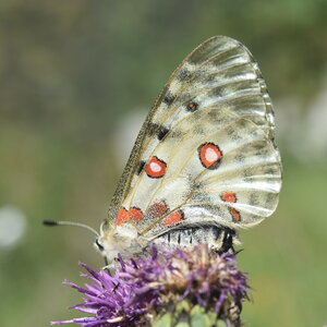 Papilionidae-Parnassiinae-Parnassius apollo-Colmars-les-Alpes, DSC_0090  2 