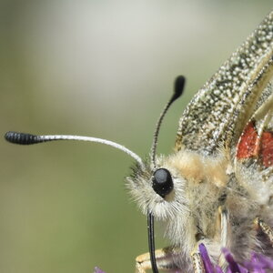 Papilionidae-Parnassiinae-Parnassius apollo-Colmars-les-Alpes, DSC_0083