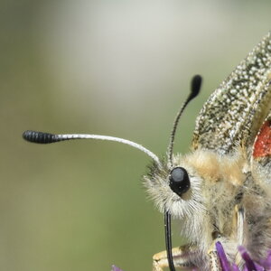 Papilionidae-Parnassiinae-Parnassius apollo-Colmars-les-Alpes, DSC_0084