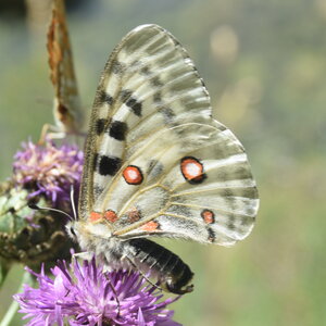 Papilionidae-Parnassiinae-Parnassius apollo-Colmars-les-Alpes, DSC_0143