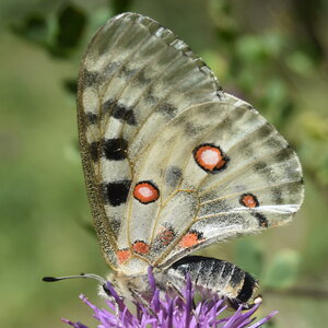 Papilionidae-Parnassiinae-Parnassius apollo-Colmars-les-Alpes, DSC_0147