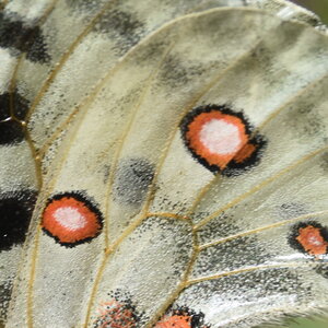 Papilionidae-Parnassiinae-Parnassius apollo-Colmars-les-Alpes, DSC_0148