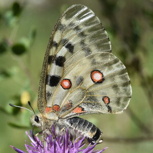 Papilionidae-Parnassiinae-Parnassius apollo-Colmars-les-Alpes, DSC_0149