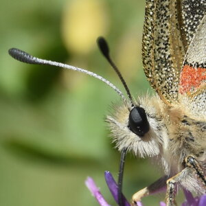 Papilionidae-Parnassiinae-Parnassius apollo-Colmars-les-Alpes, DSC_0151