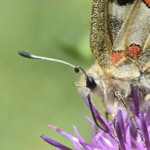 Papilionidae-Parnassiinae-Parnassius apollo-Colmars-les-Alpes, DSC_0153