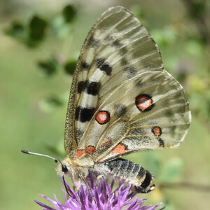 Papilionidae-Parnassiinae-Parnassius apollo-Colmars-les-Alpes, DSC_0154