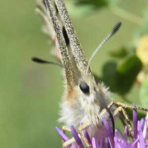 Papilionidae-Parnassiinae-Parnassius apollo-Colmars-les-Alpes, DSC_0163  2 