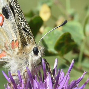 Papilionidae-Parnassiinae-Parnassius apollo-Colmars-les-Alpes, DSC_0164  2 