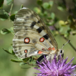Papilionidae-Parnassiinae-Parnassius apollo-Colmars-les-Alpes, DSC_0165  2 