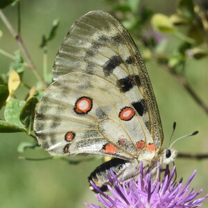 Papilionidae-Parnassiinae-Parnassius apollo-Colmars-les-Alpes, DSC_0145