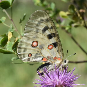 Papilionidae-Parnassiinae-Parnassius apollo-Colmars-les-Alpes, DSC_0156