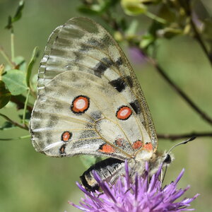 Papilionidae-Parnassiinae-Parnassius apollo-Colmars-les-Alpes, DSC_0144