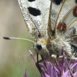 Papilionidae-Parnassiinae-Parnassius apollo-Colmars-les-Alpes, DSC_0200