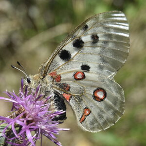Papilionidae-Parnassiinae-Parnassius apollo-Colmars-les-Alpes, DSC_0202