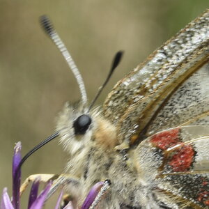 Papilionidae-Parnassiinae-Parnassius apollo-Colmars-les-Alpes, DSC_0203