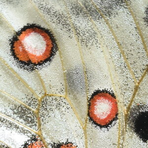 Papilionidae-Parnassiinae-Parnassius apollo-Colmars-les-Alpes, DSC_0197
