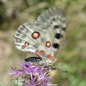 Papilionidae-Parnassiinae-Parnassius apollo-Colmars-les-Alpes, DSC_0195  2 