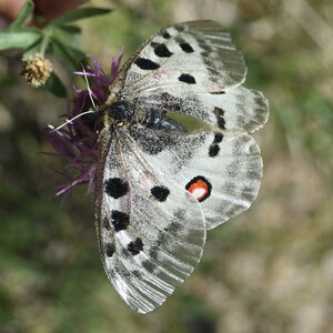 Papilionidae-Parnassiinae-Parnassius apollo-Colmars-les-Alpes, DSC_0193