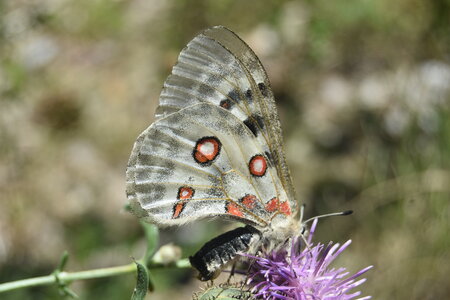Papilionidae-Parnassiinae-Parnassius apollo-Colmars-les-Alpes, DSC_0207  2 