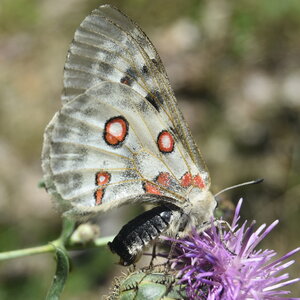 Papilionidae-Parnassiinae-Parnassius apollo-Colmars-les-Alpes, DSC_0209  2 