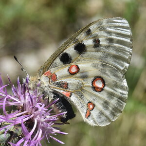Papilionidae-Parnassiinae-Parnassius apollo-Colmars-les-Alpes, DSC_0011  2 