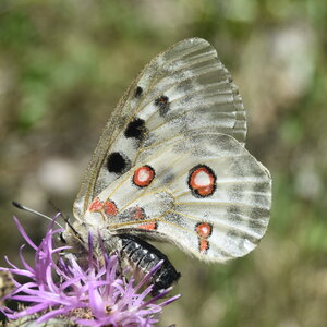 Papilionidae-Parnassiinae-Parnassius apollo-Colmars-les-Alpes, DSC_0018  2 