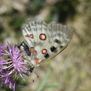 Papilionidae-Parnassiinae-Parnassius apollo-Colmars-les-Alpes, DSC_0022  2 